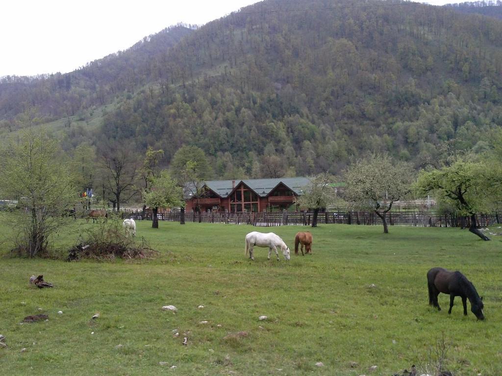 Hotel Pension Terra Nova Brezoi Zewnętrze zdjęcie